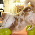 Dog Fitness workshop v Havířově