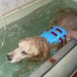 hydroterapie – plavani v bazenku s vestou